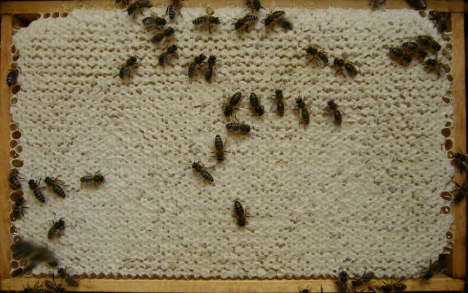 verdeckelte Honigwabe